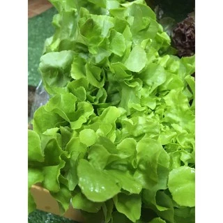 กรีนโอ๊ค เรดโอ๊ค ไฮโดรโปนิกส์ ปลอดสาร🥗 - ผักสลัด กรีนโอ๊ก เรดโอ๊ก กรีนโอก กรีนโอ้ก ผักผลไม้สด