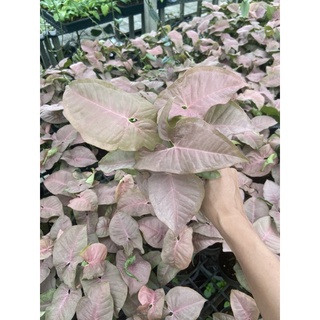 ออมชมพู เงินไหลมาชมพู Syngonium  Pink