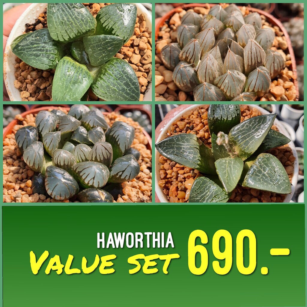 Haworthia Value Set S2U กุหลาบหินนำเข้า ไม้อวบน้ำ