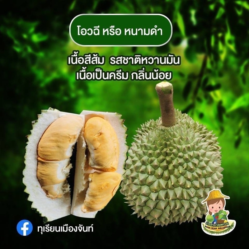 ต้นทุเรียนเสียบยอดหนามดำ,โอวฉี,blackthornยอดแท้ล้าน%