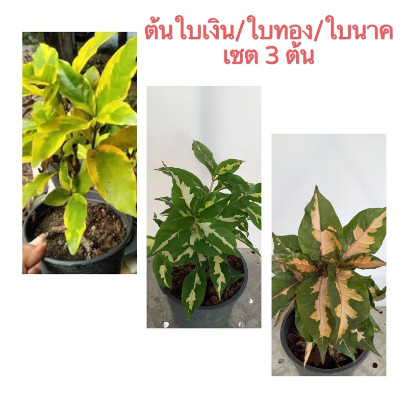 ต้นใบเงิน/ใบทอง/ใบนาค🔺จัดส่งทั้ง3ต้น