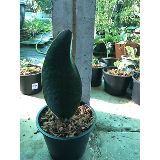 ครีบปลาวาฬ Sansevieria masoniana  ความยาว30-40cm เลือกต้นก่อนกดสั่งนะค่ะ