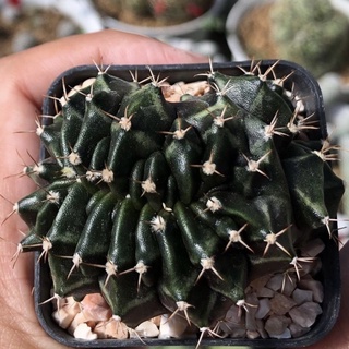 นานๆมาแบ่งที มีไม่เยอะน้า🛑🖤🖤🖤Gymnocalycium cristata💞💞ยิมโนคริส ก้างสวย ผิวดีงาม