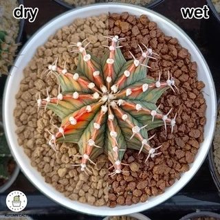 อะคาดามะ ดินญี่ปุ่น AKADAMA SOIL ใช้โรยหน้า กระบองเพชร ไม้อวบน้ำ บอนไซ 1-3mm 3-6mm 500g เกรดพรีเมี่ยม 3แถบ