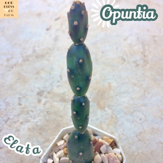 [โอพันเทียตุ๊กตาไม้] Opuntia Canterae Elata ส่งพร้อมกระถาง แคคตัส ข้อปล้อง ไม้ทะเลทราย ชอบแดด ทนแดด ทนแล้ง เลี้ยงง่าย