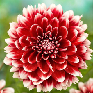 1 หัว/ออเดอร์ รักเร่ Dahlia สายพันธุ์ Red Fubuki หัวรักเร่ ดอกไม้ หัวหน่อ เหง้า นำเข้า เนเธอร์แลน หัวสดใหม่