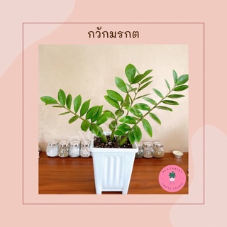 ต้นกวักมรกต zz plant ต้นไม้ฟอกอากาศ  ไม่ต้องดูแลเยอะ ทนทุกสภาพ กระถางขาว