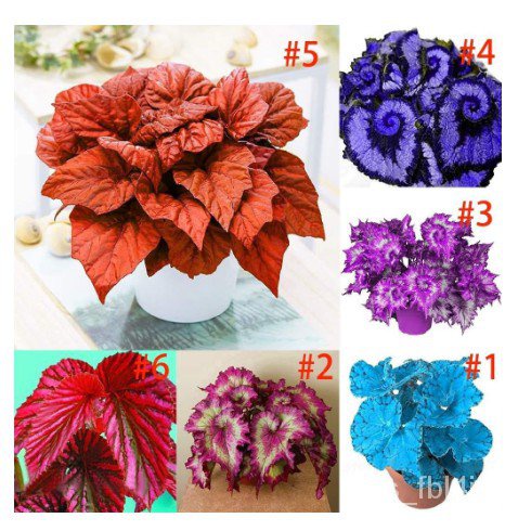 New Garden blues plants Coleus seeds Multicolor Color Begonia plants Bonsai  Flower Plants Balcony IvuH | Shopee Thailand