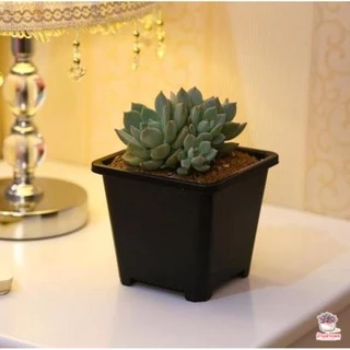 กระถางสี่เหลี่ยม TP กระถางพลาสติก แคคตัส กระบองเพชร ไม้อวบน้ำ Cactus&Succulent