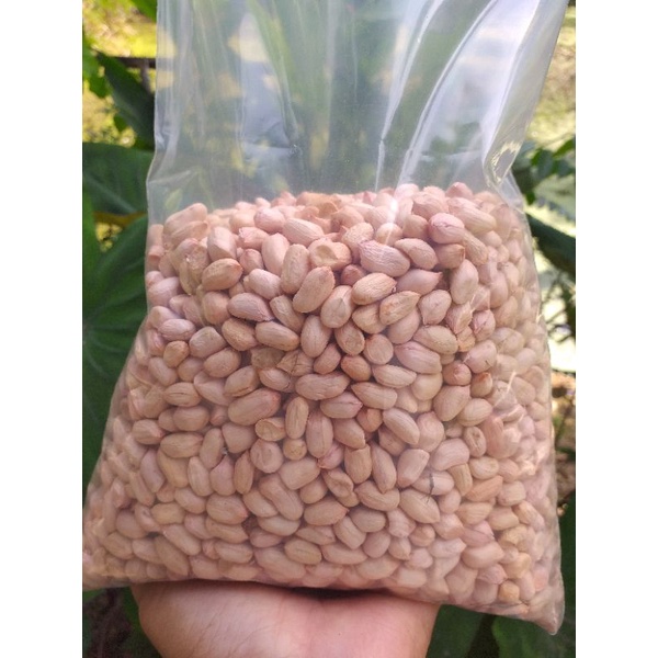 เมล็ดถั่วลิสงสำหรับเพาะงอก 1kg
