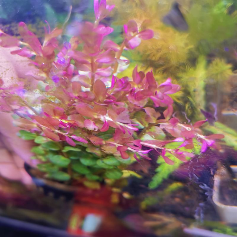 Rotala​ orange juice - โรทาล่า ออเรนท์​ จุ๊ย ต้นไม้น้ำ ต้นไม้น้ำตกแต่งตู้ปลา ***กรุณาอ่านรายละเอียดก่อนสั่งซื้อ***