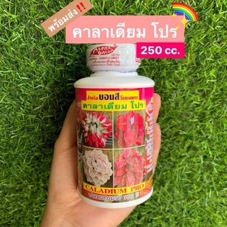 [E21]คาลาเดียม โปร ปุ๋ยน้ำ สำหรับ บอนสี ขนาด 250cc. ใบสวย สีสด
