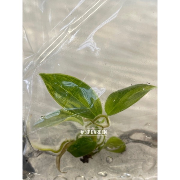 5 ต้น ก้ามกุ้ง(ด่างน้อย) Philodendron Florida Beauty เนื้อเยื่อก้ามกุ้งด่าง
