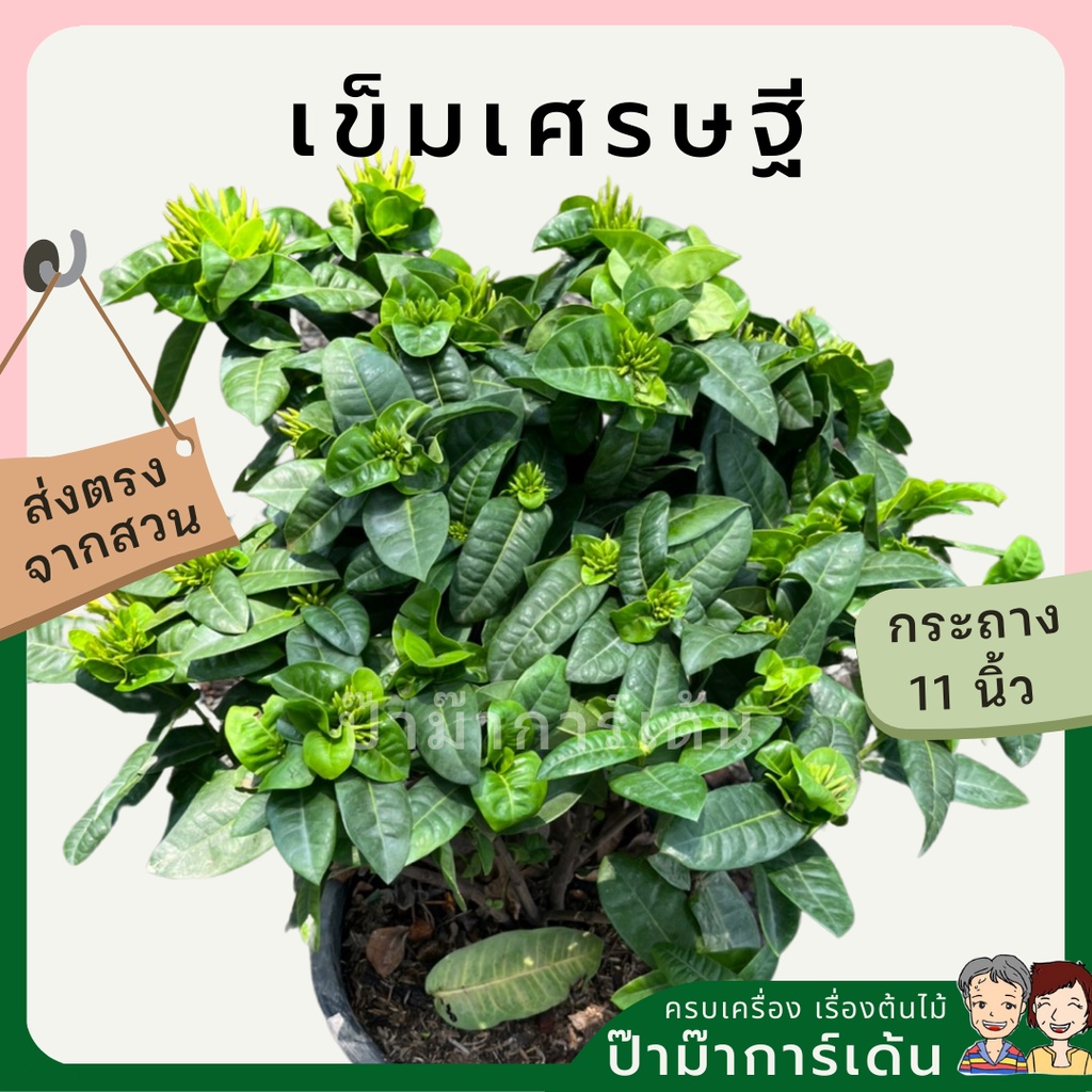 มุมมอง 2