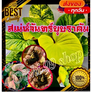 สินค้ามาแรง!!!เสน่ห์จันทร์บุษราคัม แม่พันธุ์ด่าง ด่างชัว100% รับประกัน ขายแบบหน่อตัดใบหน่อโตติดราก (1หน่อ/แพ็ค)