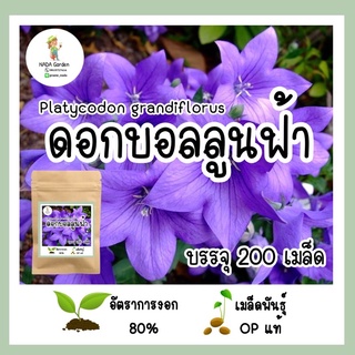 เมล็ดพันธุ์ บอลลูนฟ้า Platycodon grandiflorus บรรจุ 200 เมล็ด เมล็ดพันธุ์OPแท้