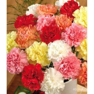 ผู้ผลิตเมล็ดพันธุ์/เมล็ดพันธุ์ คาร์เนชั่น คละสี (Carnation Mix) บรรจุ 50 เมล็ด/เมล็ด ซอง งอก การ 9FQR