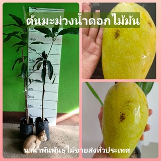 🥭ต้นมะม่วงน้ำดอกไม้มัน มะม่วงผลใหญ่อร่อยมาก ต้นเสียบยอดพร้อมส่งค่ะ