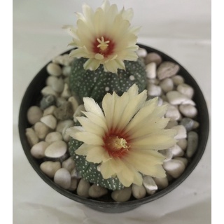 แอสโตรไฟตัม แอสทีเรียส Astrophytum Asterias 2 ต้นคู่