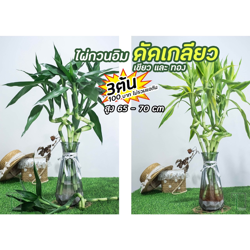 ไผ่กวนอิมดัดเกลียว สูง 80-100cm ไผ่กวนอิมดัด ช่วงนี้ยังไม่ติดราก