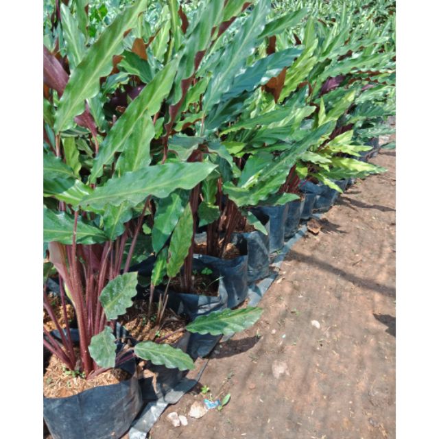 F225 คล้าเรียกเงินเข้าบ้าน Calathea Rufibarba, Velvet Calathea (คล้าริบบิ้นกำมะหยี่)ไม้มงคล
