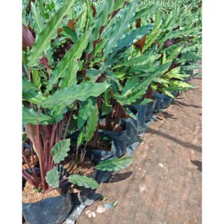 Flower Garden F225 คล้าเรียกเงินเข้าบ้าน Calathea Rufibarba, Velvet Calathea (คล้าริบบิ้นกำมะหยี่)ไม้มงคล