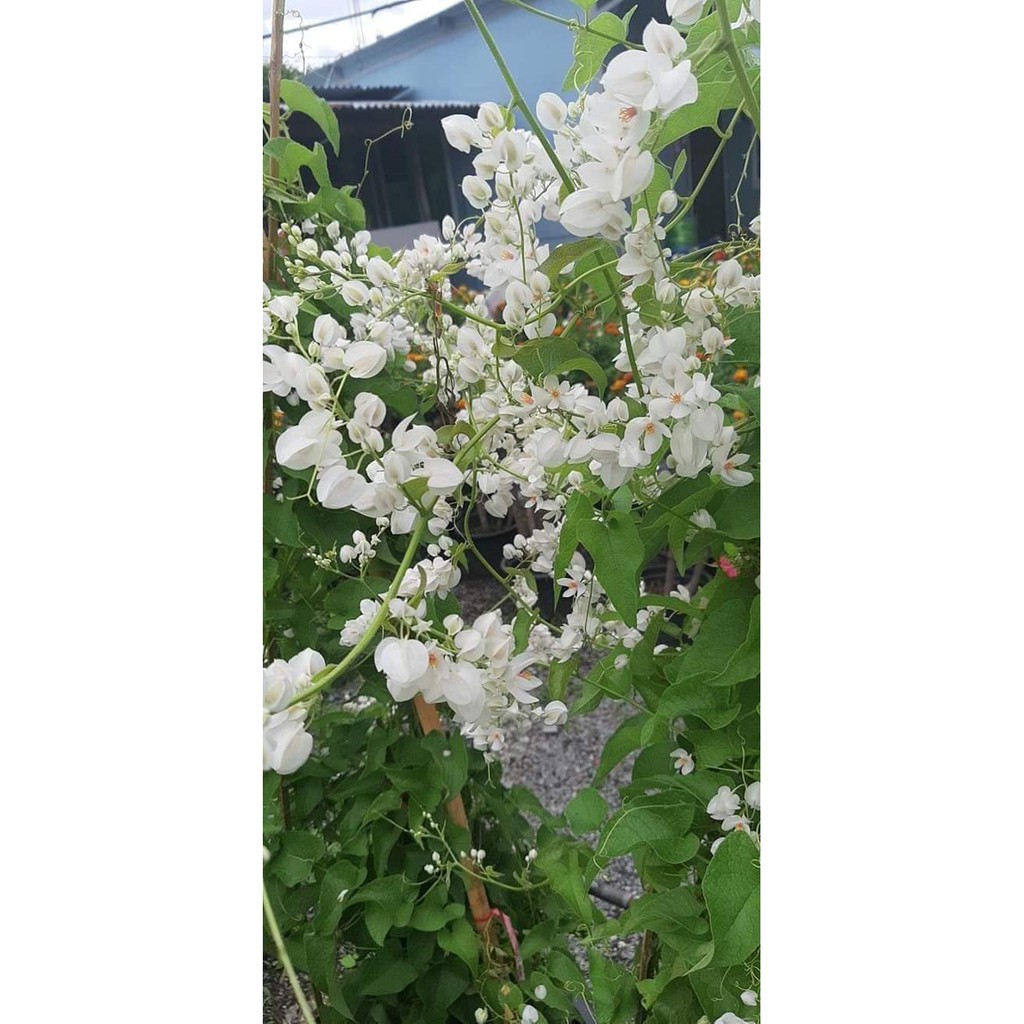 พวงชมพูดอกสีขาว White mexican creeper (กทม)