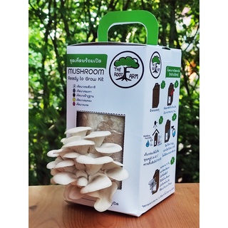 ชุดคิทเห็ดนางรมฮังการีพร้อมเปิด (Mushroom Ready To Grow Kit)