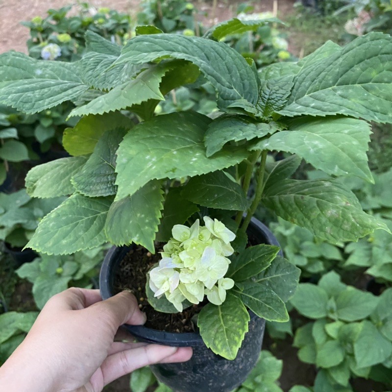 ต้นไฮเดรนเยีย พันธุ์เบา🌸 (ติดดอก) ขนาดถุง Hydrangea ม่วง/ฟ้า/ชมพู รูปที่ 3