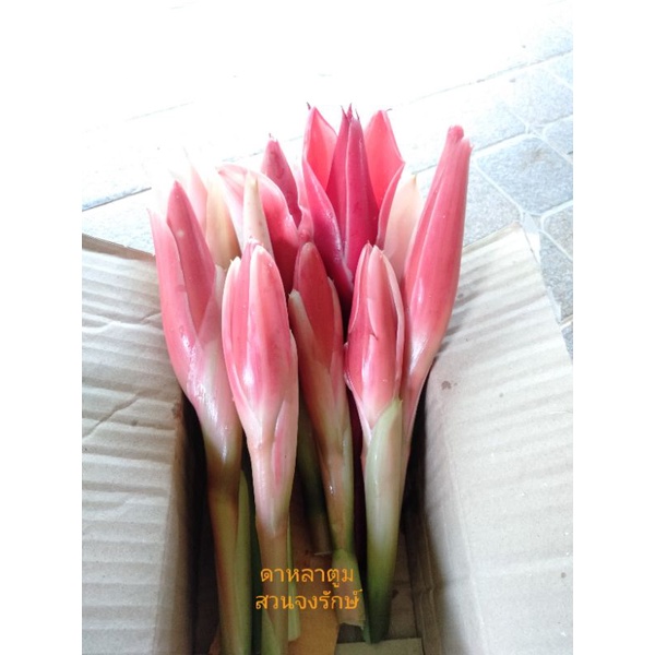 5ดอกบานก้านสั้น/8ดอกตูม/ดาหลาชมพู/ชมพูเข้ม/ขาว | Shopee Thailand