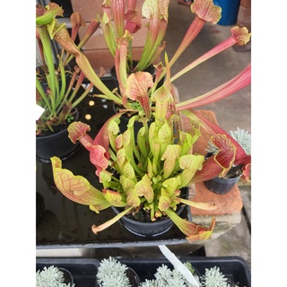 ซาราซีเนีย ต้นไม้กินแมลง  sarracenia กระถางขนาด 4 นิ้ว ส่งเป็นต้นพร้อมกระถาง