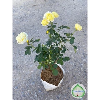 F556 กุหลาบเหลืองเฉลิมพระเกียรติ ดอกหอมมาก ดอกดก บานเป็นพวง กุหลาบพวง กุหลาบพุ่ม ออกดอกเก่ง