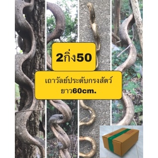 เถาวัลย์กระไดลิงประดับกรงสัตว์2กิ่ง50บาทยาว60cm.