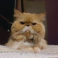 Profile mutchirain