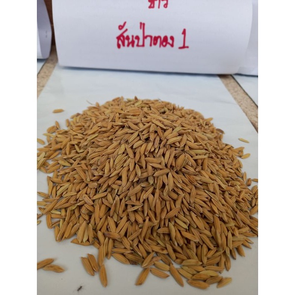 พันธุ์ข้าวสันป่าตอง[ ไม่ไวแสง]ทำนาปลัง อัตราการงอก90-95% พร้อมหว่านปลูก อายุ110-120 – โปรปัง