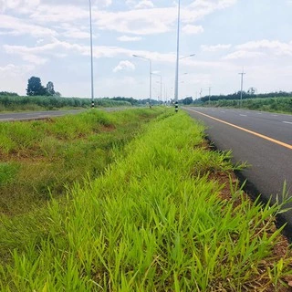 เมล็ดพันธุ์หญ้ารูซี่ 1 kg เกรดส่งออก Ruzi Grass จาก ไร่วิทยา อาหารสัตว์ใหญ่ หญ้าเลี้ยงวัวควายแพะแกะไก่