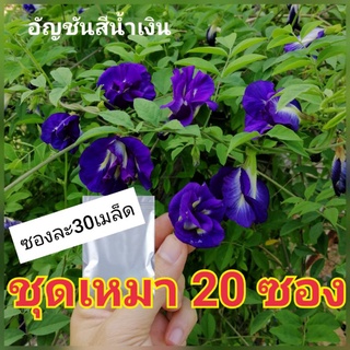 เมล็ดอัญชัน ชุด20ซอง /ซองละ30เมล็ด​