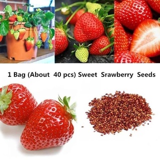 （อัตราการปลูกสูง）ปลูกง่าย ปลูกได้ทั่วไทย  Very Rare Giant Balcony Potted Plantation Cream Strawberry Seeds Fruit Bonsai