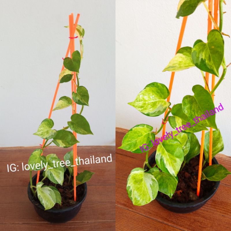 พลูด่างใบแอปเปิ้ล (Epipremnum Aureum CV. Tricolour/ Manjula Pothos) กระถางกลมแบน 8" ต้นสูง 55 ซม. ต้