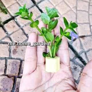 🪁🪁🪁ลานไพลิน หลอดเซรามิกดอกไม้ 5 หลอด