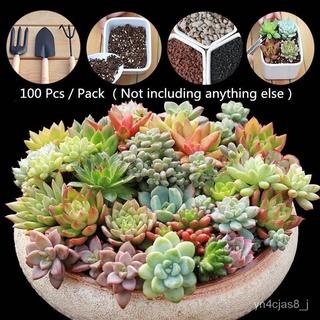 （อัตราการปลูกสูง）พร้อมสต็อกประเทศไทย 100pcs/bag Mixed Succulent Seeds Flower Seeds Live Plants Seed Bonsai Decor Rare Pl