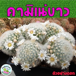 คามิเน่ขาว Mammillaria carmenae แคคตัส กระบองเพชร