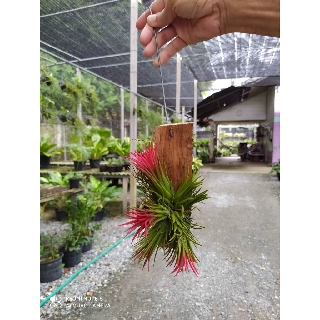 🍀ทิลแลนด์เซีย สับปะรดอากาศ ต้นไม้อากาศ Tillandsia Bromeliaceae (สีแดง)