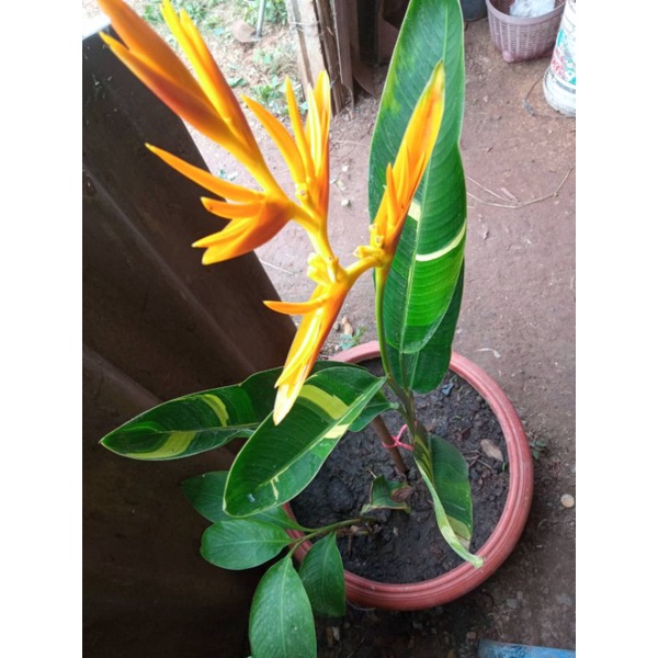 My Image 30