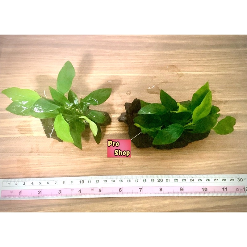 Anubias : อนูเบียสพันขอนไม้เล็ก