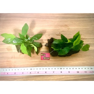 📌Anubias : อนูเบียสพันขอนไม้เล็ก🍃🌱