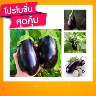 🇹🇭โปร2แถม1✨เมล็ดพันธุ์มะเขือม่วง ขายดีสุด 🍆🍆