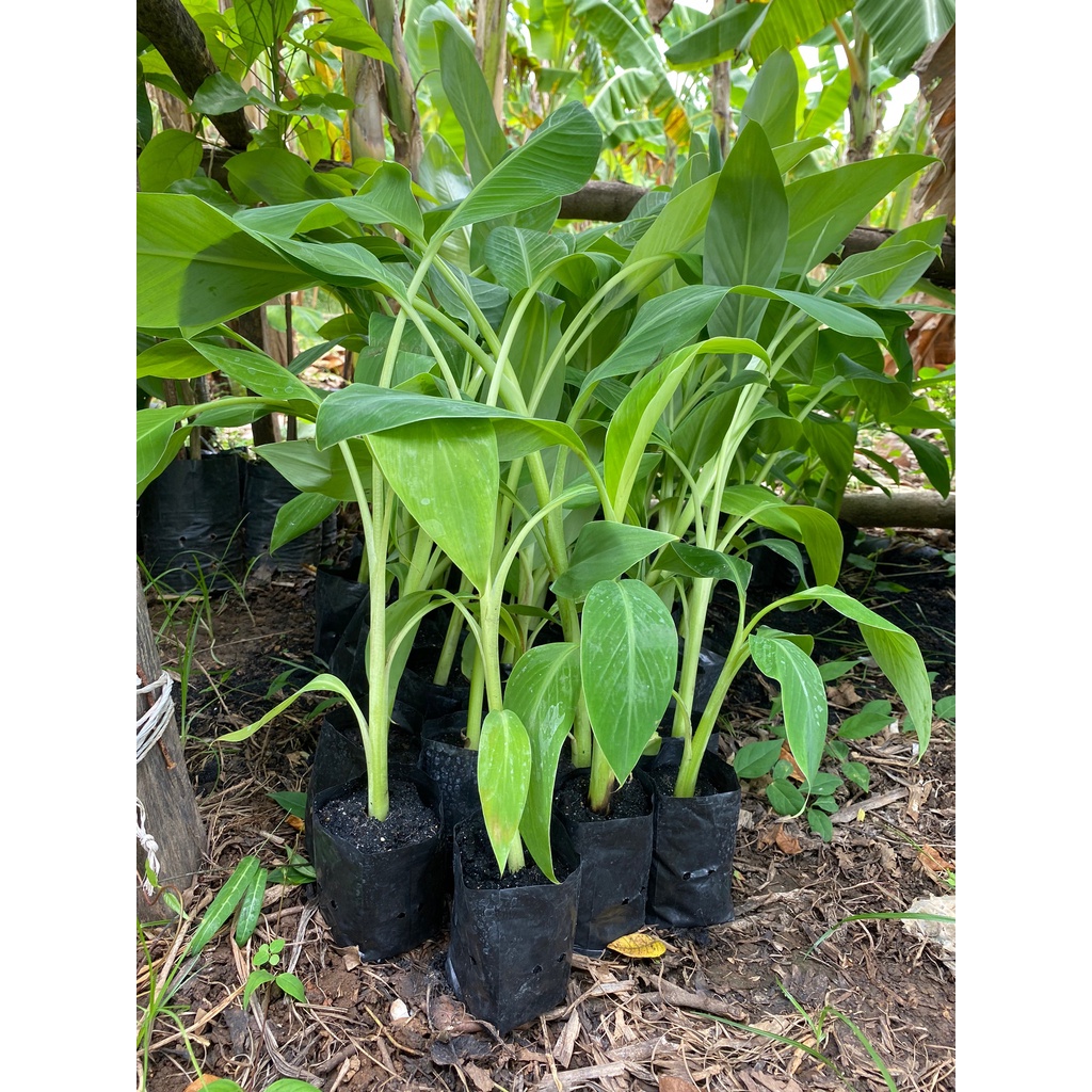 ต้นกล้วยเพาะเนื้อเยื่อ ปากช่อง50 มะลิอ่อง หอมทอง สูง 40-60 ซม.  3 ต้น120 บาท ปลอดโรค โตเร็ว ต้องสั่ง