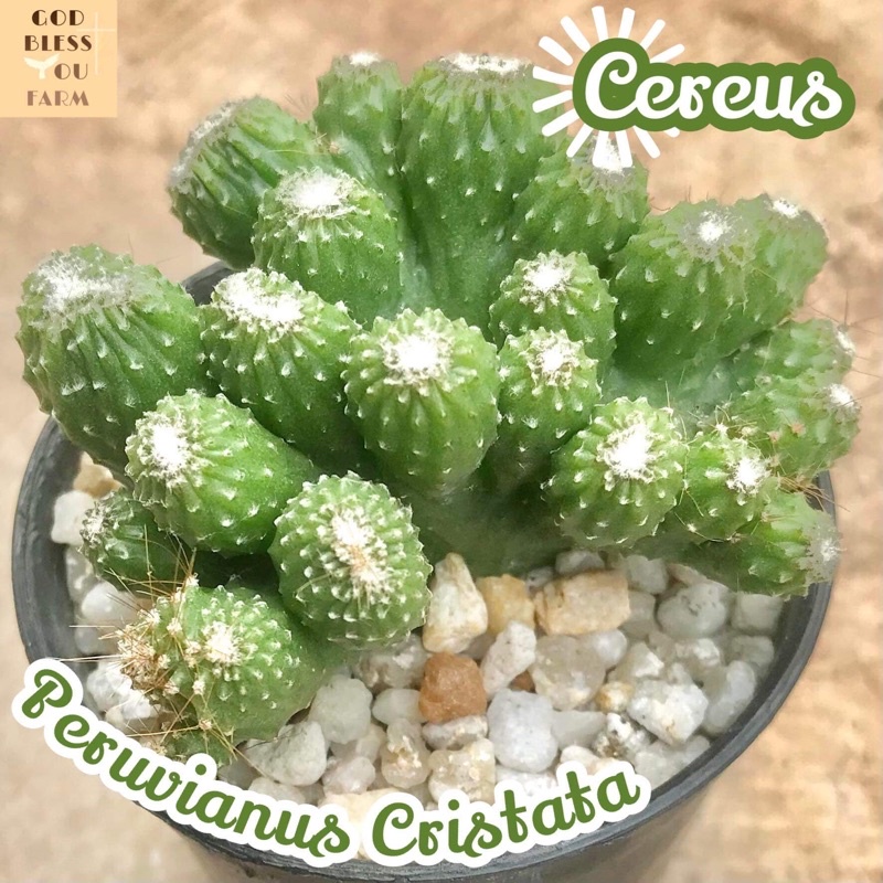 [หยกนำโชค] Cereus Peruvianus Cristata ส่งพร้อมกระถาง แคคตัส Cactus Succulent Haworthia Euphorbia ไม้หายาก พืชอวบน้ำ