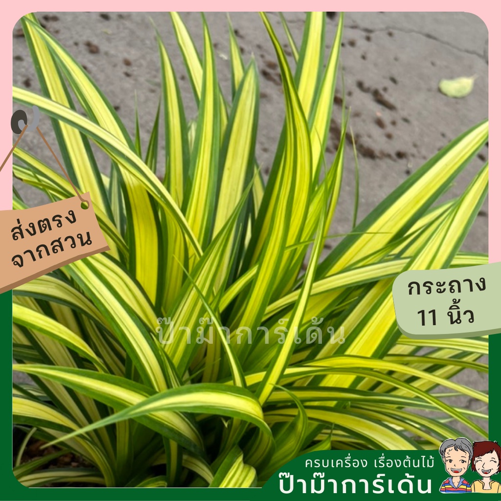 มุมมอง 3